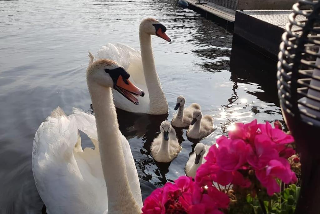 Out Of Amsterdam, River Apartment Close To City Брук ин Ватерланд Екстериор снимка